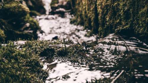 river water grass blur nature