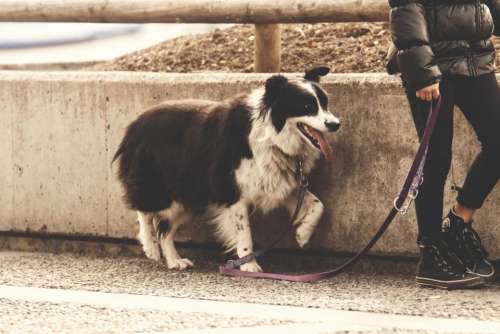 dog animal pet leash people