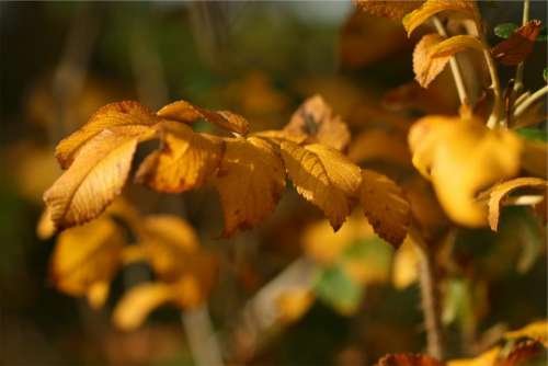 autumn fall leaves