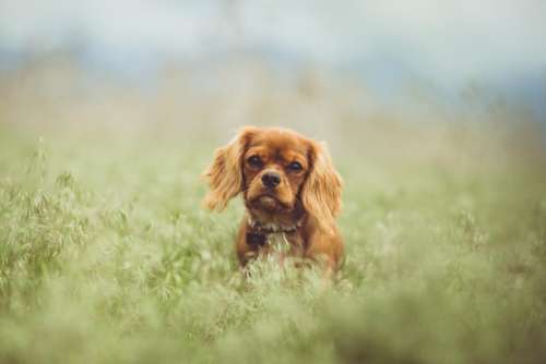 animals dogs domesticated pets eyes