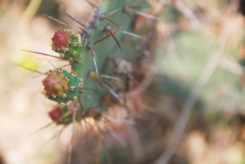 nature plants cactus thorns macro