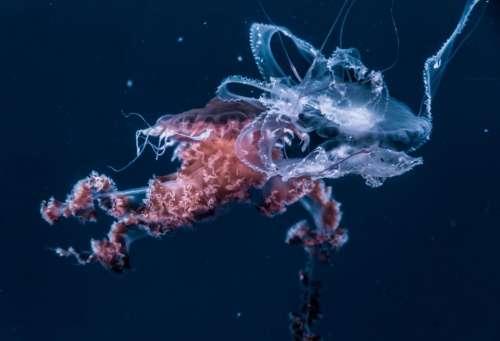 jellyfish aquatic animal ocean underwater