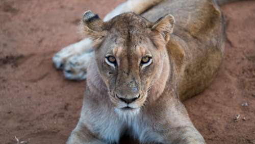 lion animal zoo forest wildlife