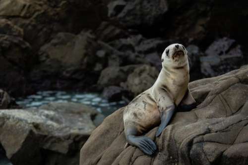 nature water rocks animals seal