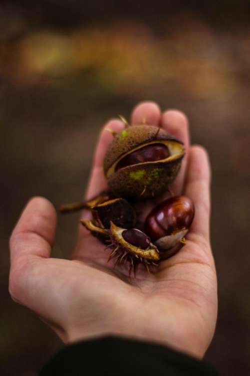 hand palm fruit seed