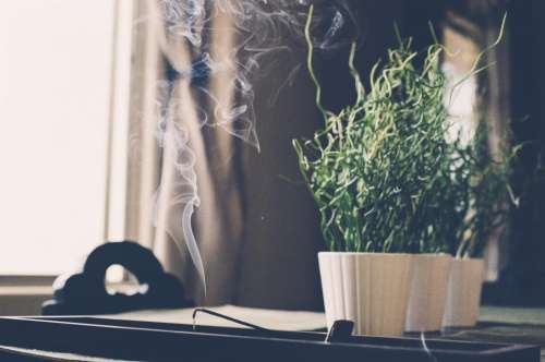 incense scent burn smoke plant