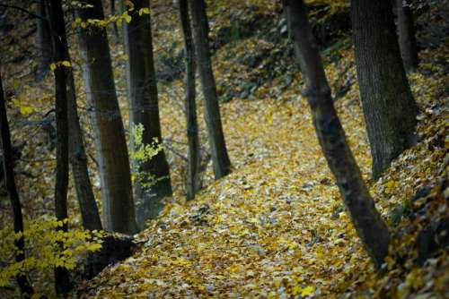 woodland highland leaf fall trees