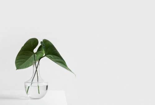 white aesthetic table vase plants