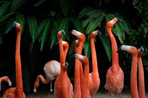 long neck orange birds animal