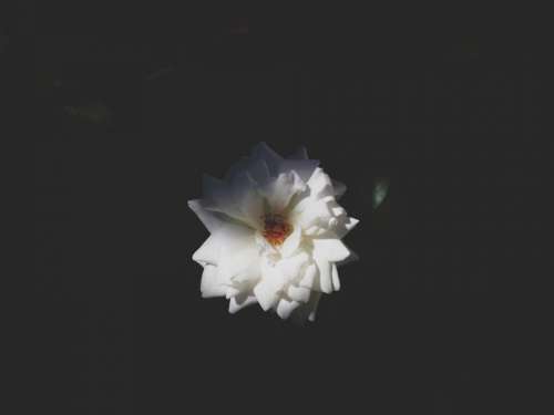 nature flower flowers bloom white