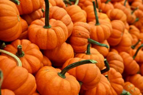 orange pumpkins halloween