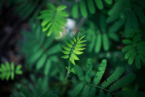 green leaf plant nature blur