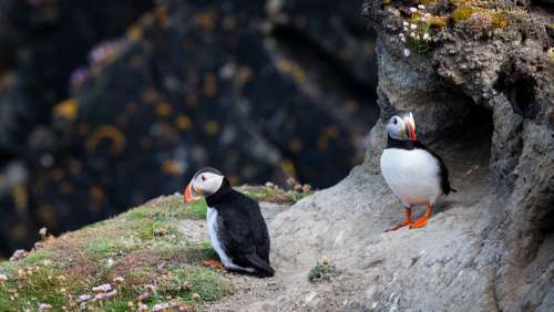 puffins birds animals nature outdoors