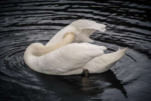 duck swan bird animal water