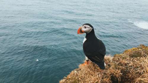 puffin bird animal sea ocean