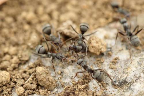 ant insect macro close up soil