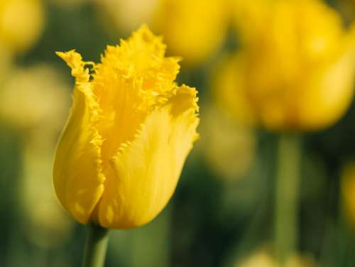 yellow flowers garden nature