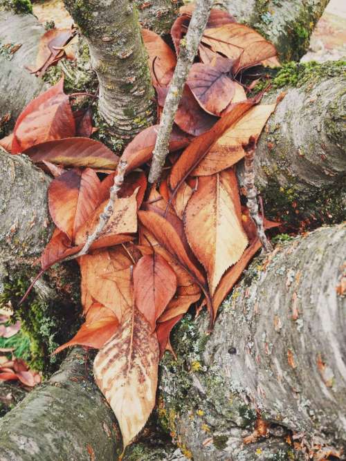 trees leaves nature fall autumn