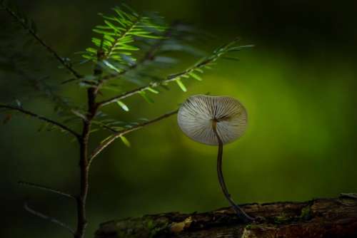 green plant nature mushroom fungus