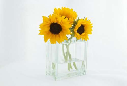 sunflowers vase decor white