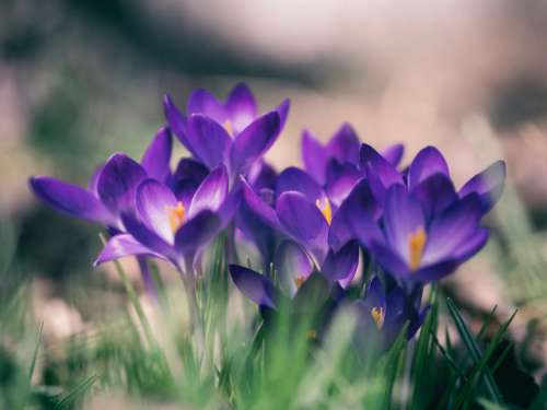 flower violet petal bloom garden
