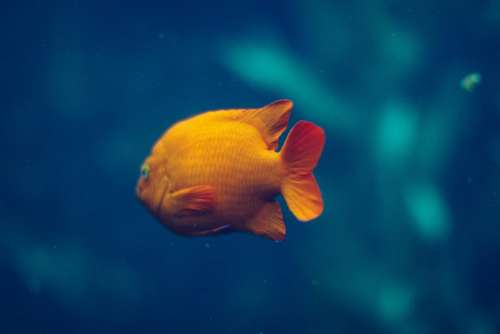 gold fish aquatic animal swimming