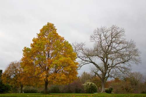 autumn trees leaves grass park