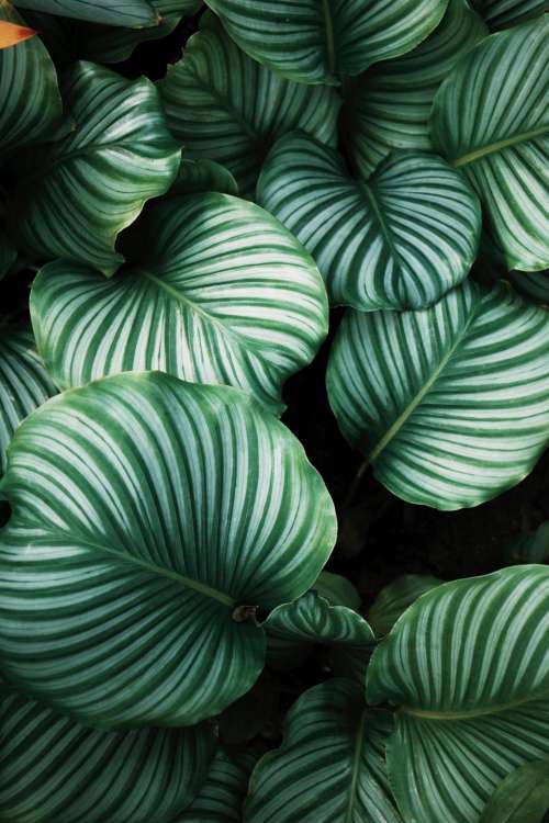 green leaf plant nature