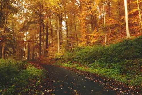 trail path forest woods trees