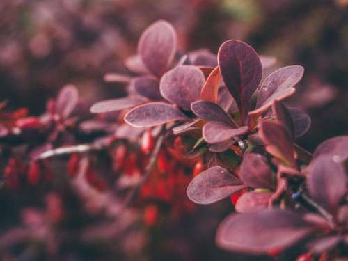 red plants flowers nature garden