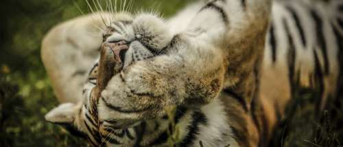 tiger cat animal wildlife carnivore