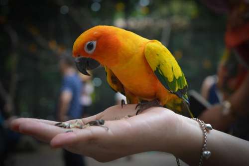 hand bracelet bird parrot animal