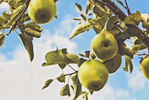 green apples trees leaves sky