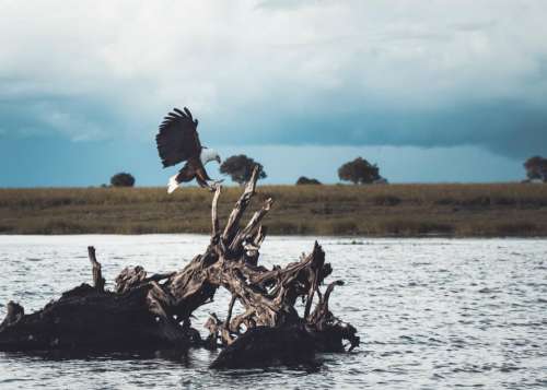 animal bird eagle hunting feather