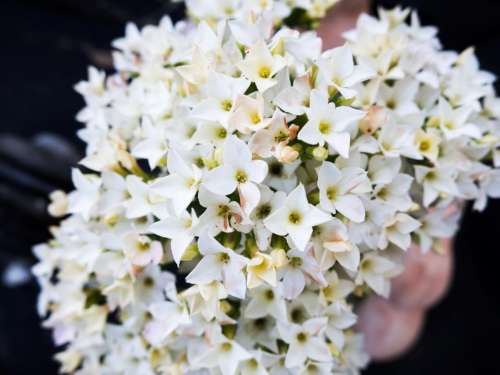 white flowers blossoms nature