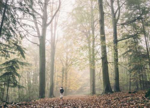 kid child walking forest fog