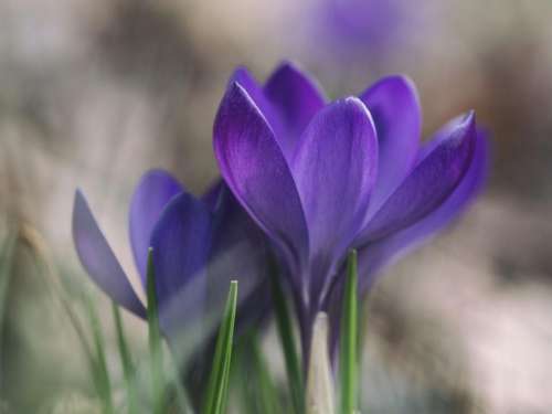 purple flowers garden nature