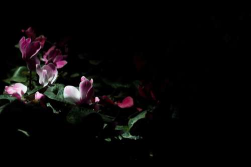 dark night flower nature outdoor