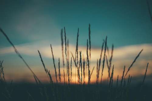 dark sunset sunrise grass field