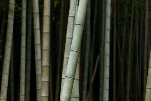 bamboo tree nature plant