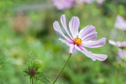 flower pink petal bloom garden