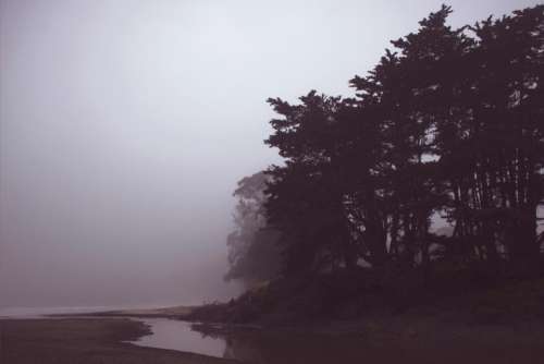 coast shore trees plants nature