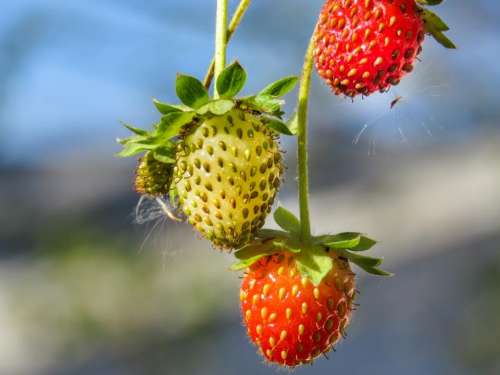 red strawberries plant