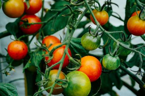 plant green red tomato fruit