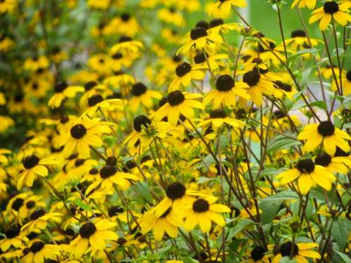 yellow sunflowers garden