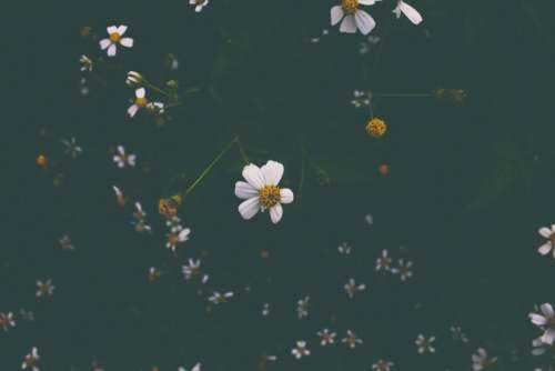 flower white petal bloom dark