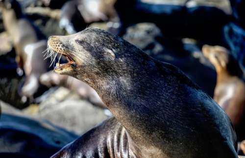 nature marine animals seals herd