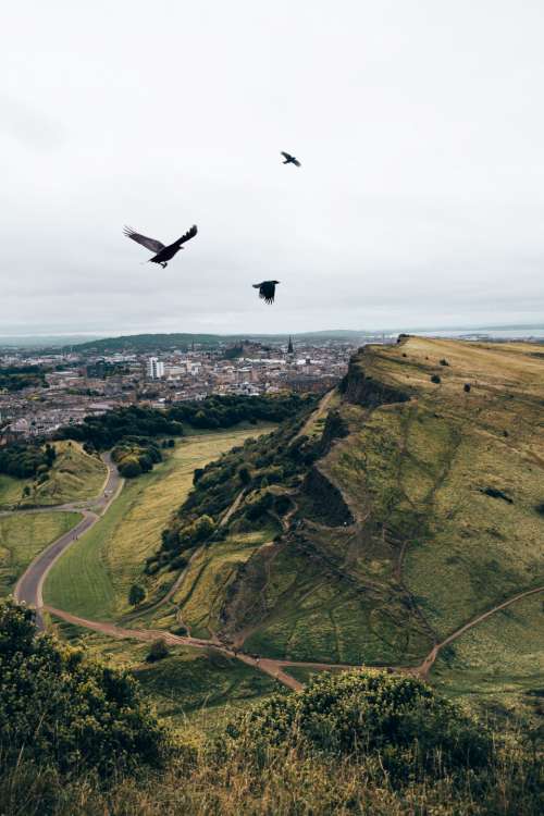 birds flying mountains crows grass