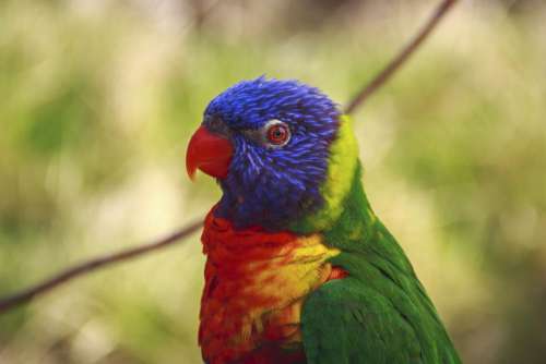 bird beak feather animal fly