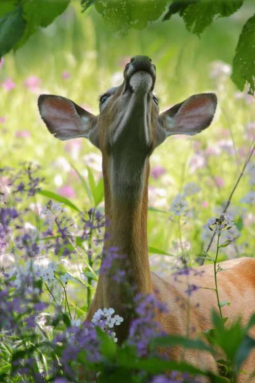 deer animal wildlife green grass